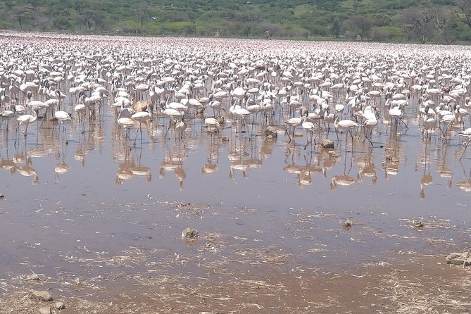 Escape to Lake Bogoria, Flamingo's new home for an overnight safari - Lake Bogoria and the Flamingo Spectacle