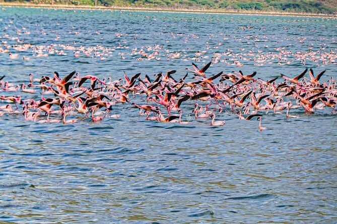 Escape to Lake Bogoria, Flamingo's new home for an overnight safari - Lake Nakuru and the Search for Two Rhino Species