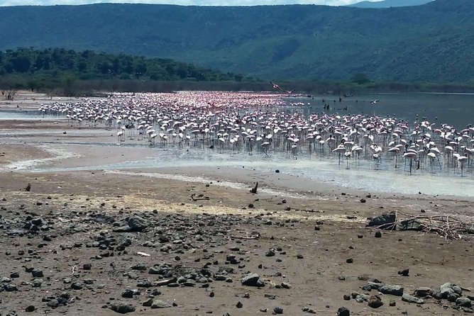 Escape to Lake Bogoria, Flamingo's new home for an overnight safari - The Optional Lake Naivasha Boat Ride