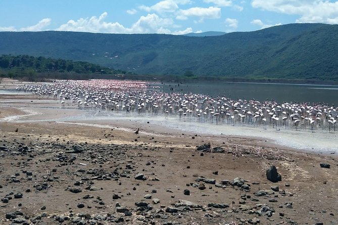 Escape to Lake Bogoria, Flamingo's new home for an overnight safari - Meals, Lodging, and What You Pay Extra For