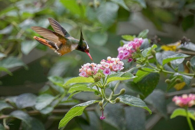 Esquipulas Rainforest - Private Birding - Fully Customizable Tour - Entering the 133.5-acre Esquipulas property