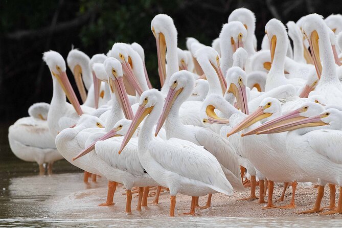 Everglades Birding, Dolphin and Wildlife Boat Tour (2 hours) - A quiet ride through the 10,000 Islands