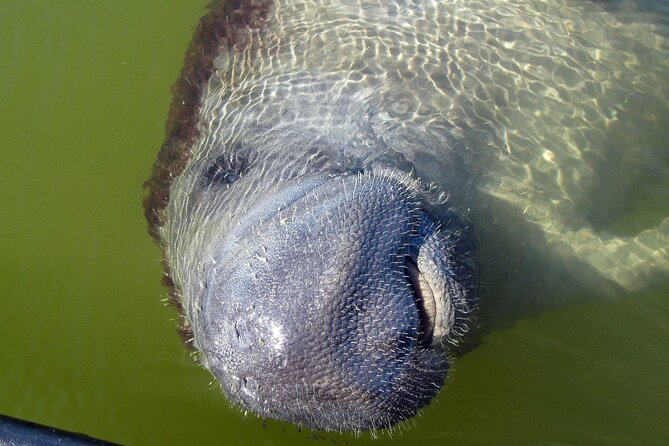 Everglades Birding, Dolphin and Wildlife Boat Tour (2 hours) - Dolphins, manatees, and the limits of wildlife watching