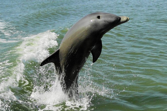 Everglades Birding, Dolphin and Wildlife Boat Tour (2 hours) - What the two-hour itinerary feels like