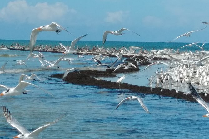 Everglades Birding, Dolphin and Wildlife Boat Tour (2 hours) - The best time and type of passenger
