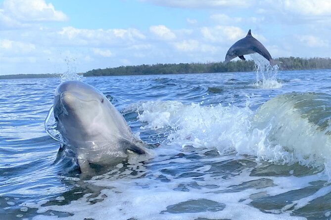Everglades Birding, Dolphin and Wildlife Boat Tour (2 hours) - Birding along the mangrove channels