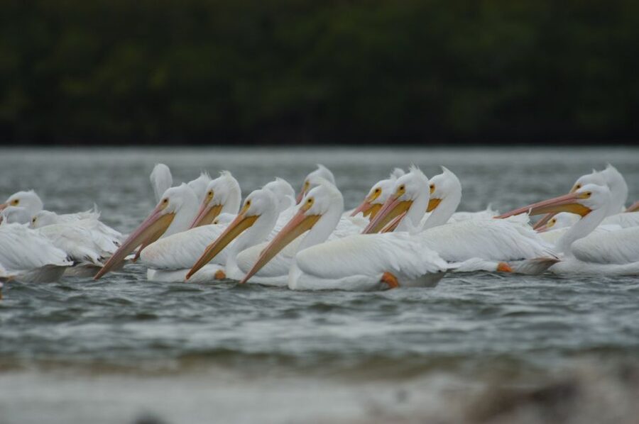Everglades: Birding, Wildlife, and Photography Expedition - Why this Everglades trip feels different