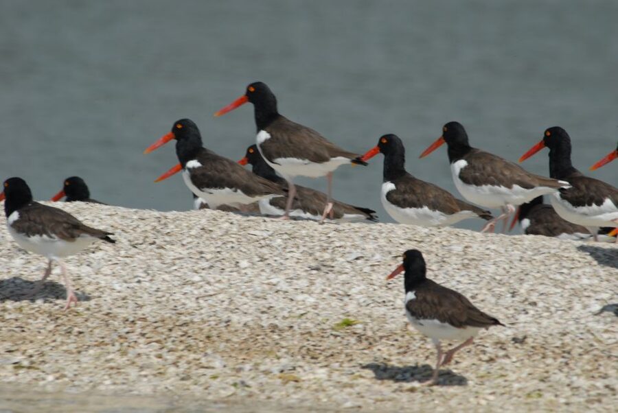 Everglades: Birding, Wildlife, and Photography Expedition - Starting at Parkway Marina in Chokoloskee