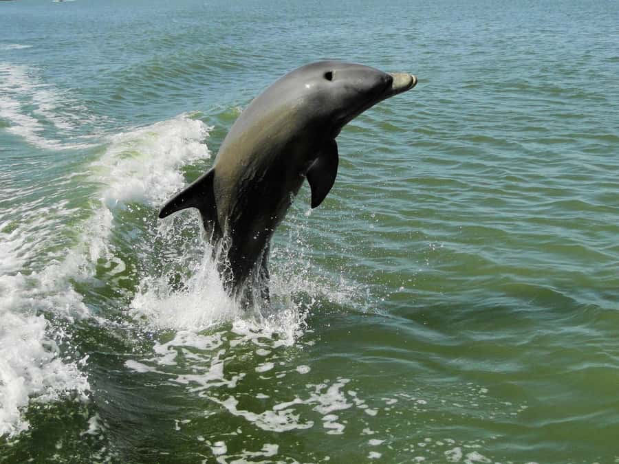 Everglades National Park: 2 hour Dolphin & Birding Boat Tour - A Small Boat Into the Waterways