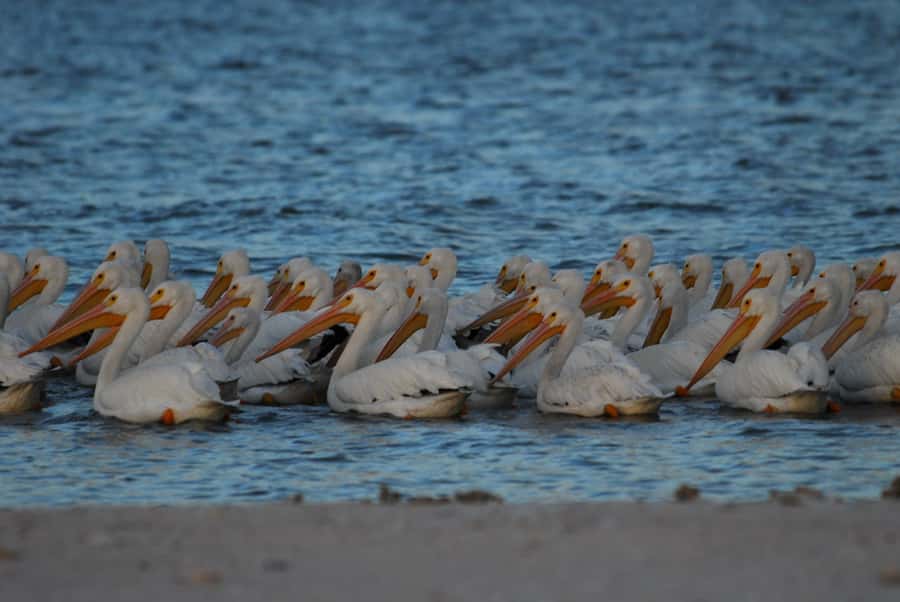 Everglades National Park: 2 hour Dolphin & Birding Boat Tour - What Your Two Hours Are Really About