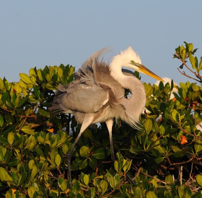 Everglades Private 2.5 Hour Photo and Birding Safari - Key points to know before booking