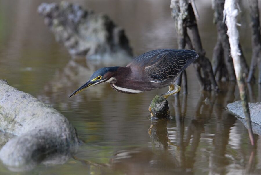 Everglades Private 2.5 Hour Photo and Birding Safari - Why this Everglades boat trip is different