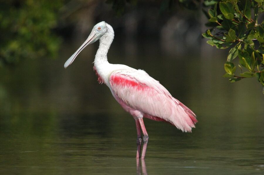 Everglades Private 2.5 Hour Photo and Birding Safari - The first minutes on the quiet power boat