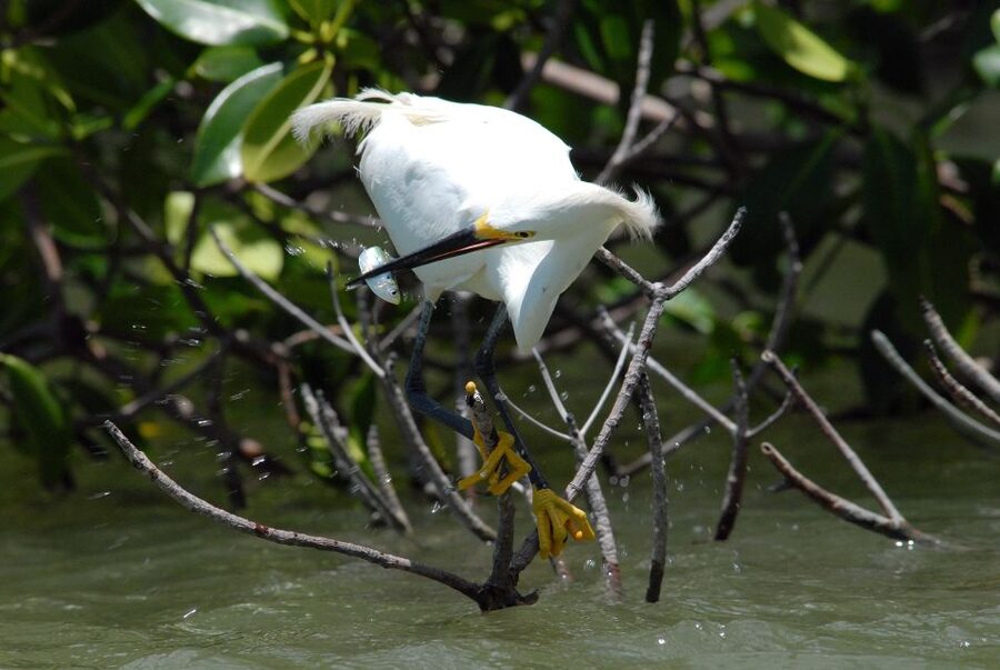 Everglades Private 2.5 Hour Photo and Birding Safari - How the 150-minute schedule works for you
