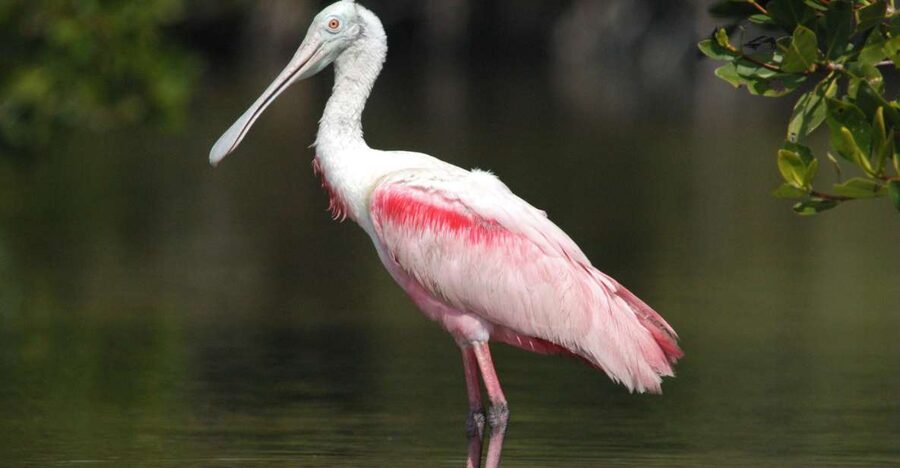 Everglades Private 2.5 Hour Photo and Birding Safari - Meeting your captain at Parkway Marina