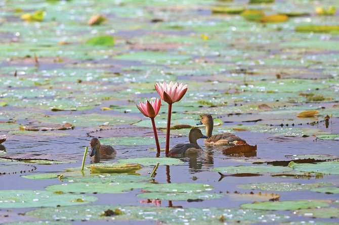 Exclusive: Muthurajawela Bird Watching Tour with Transfers - Timing, duration, and the early start