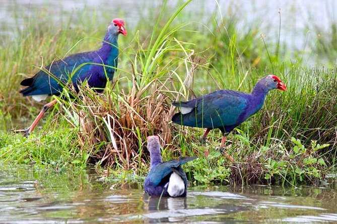 Exclusive: Muthurajawela Bird Watching Tour with Transfers - Is the $35 price fair?