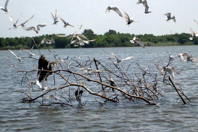 Exclusive: Muthurajawela Bird Watching Tour with Transfers - Comfort and practical preparation