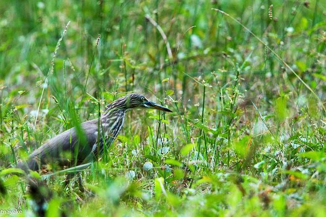 Exclusive: Muthurajawela Bird Watching Tour with Transfers - Who should book this Negombo outing?