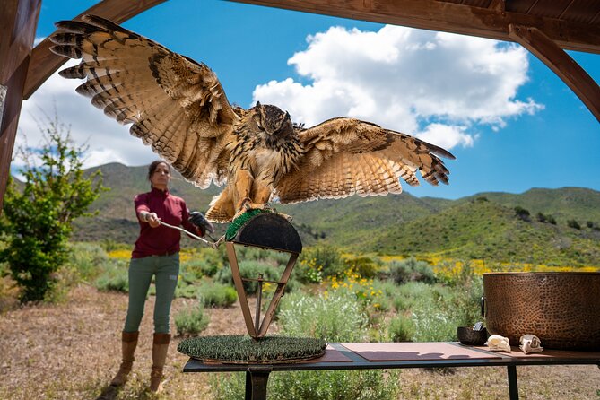 Experience Raptors and Falconry in Reno - Who Will Enjoy This Reno Experience?