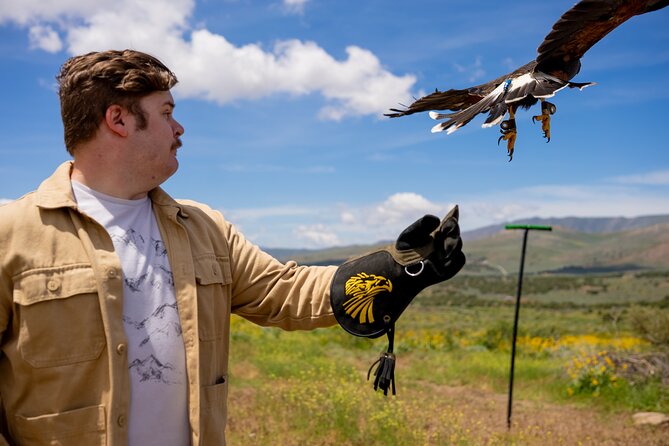 Experience Raptors and Falconry in Reno - The Hawk Walk and Zulu’s Flight
