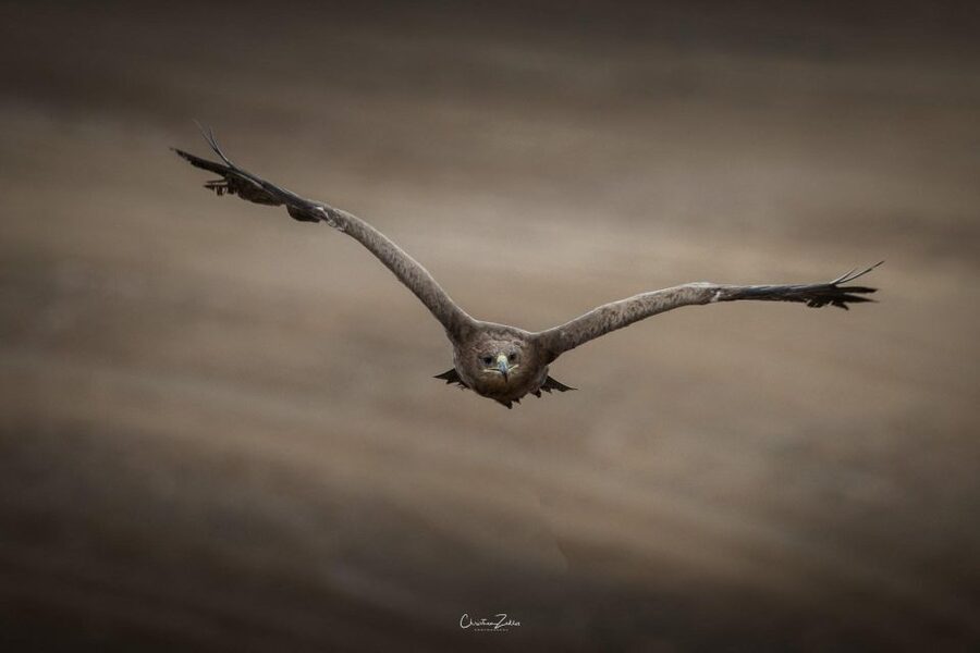 Experience with birds of prey in Tuscany - Key points at a glance