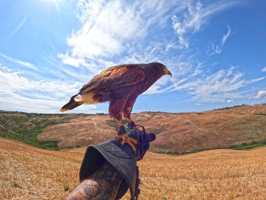Experience with birds of prey in Tuscany - Watching Brave, the Harris’s buzzard, take flight