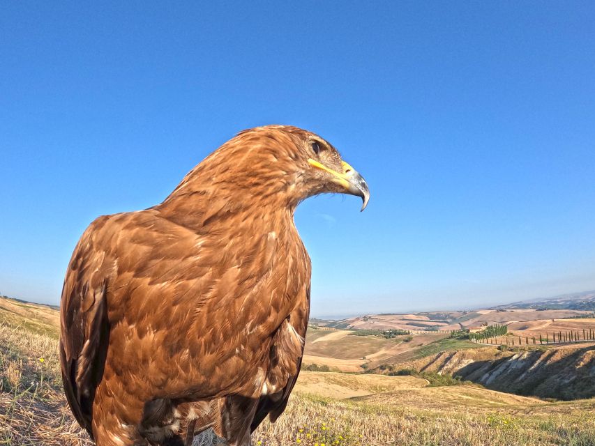Experience with birds of prey in Tuscany - Wild birds may join the show