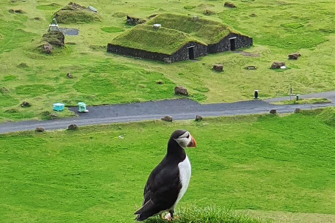 Eyjascooter Puffin Tour in Iceland - Key points about the Eyjascooter Puffin Tour