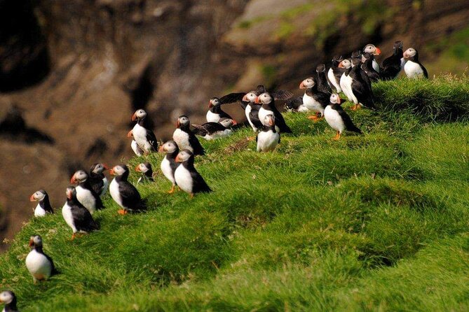 Eyjascooter Puffin Tour in Iceland - Riding toward Heimaey’s puffin areas