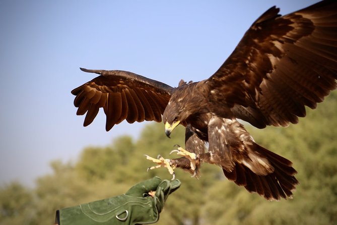 Falcon 1—Private Dubai Falconry Safari - Who will enjoy this most?