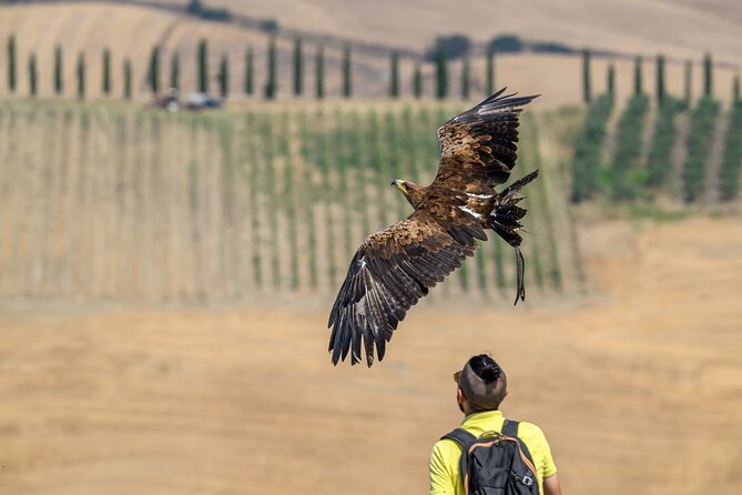 Falconry experience in Tuscany - Key points at a glance