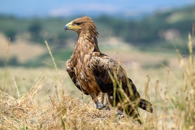 Falconry experience in Tuscany - Learning from Davide, the falconer
