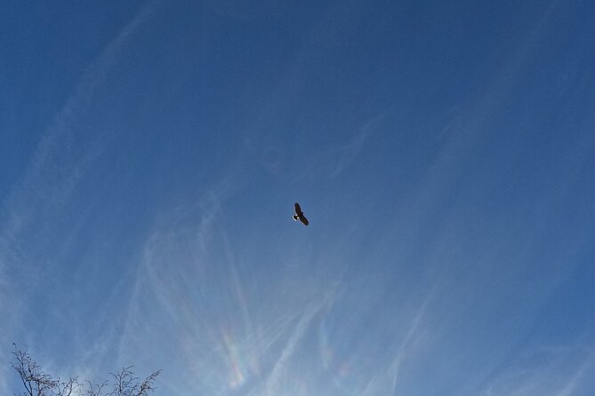 Falconry experience in Tuscany - Why the private format matters