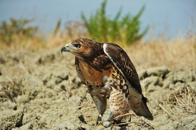 Falconry experience in Tuscany - Timing, heat, and weather