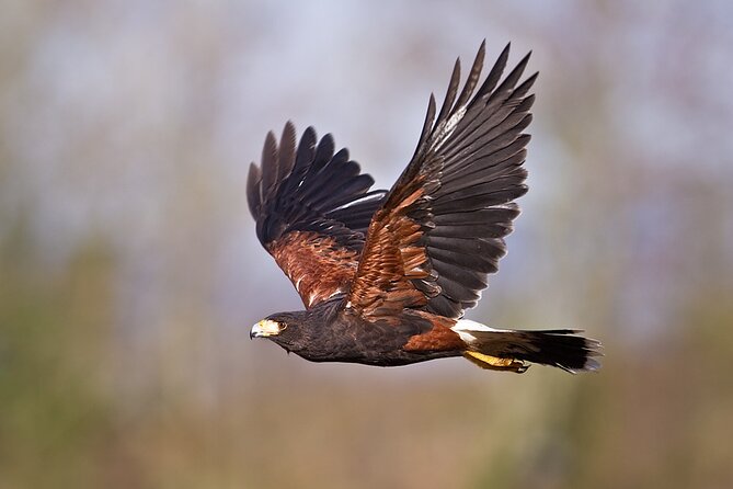 Falconry experience in Tuscany - Making the most of the viewpoint