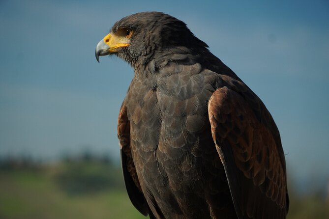 Falconry experience in Tuscany - Who will enjoy this experience most