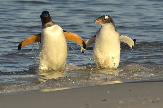 Falkland Islands Shared Tour Sightseeing with Penguins - Two penguin sites in less than three hours