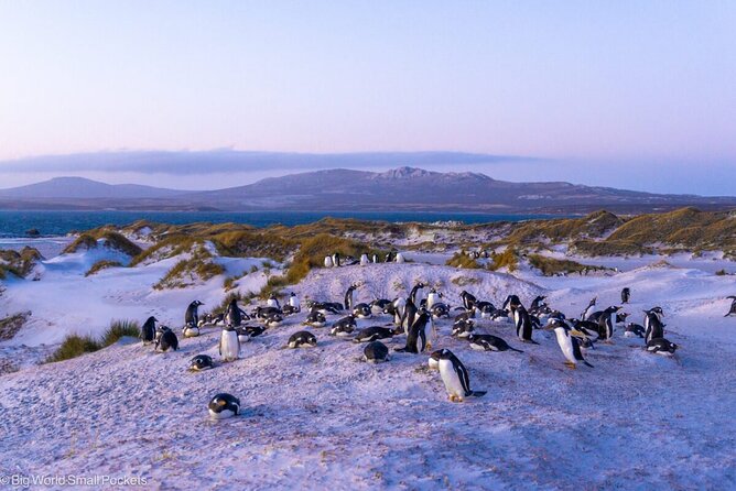 Falkland Islands Shared Tour Sightseeing with Penguins - Gypsy Cove: dunes, shore birds, and wide harbour views