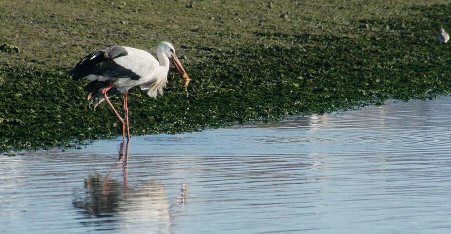 Faro: Eco-Friendly Ria Formosa Bird Watching in Solar Boat - Key points to know before you go