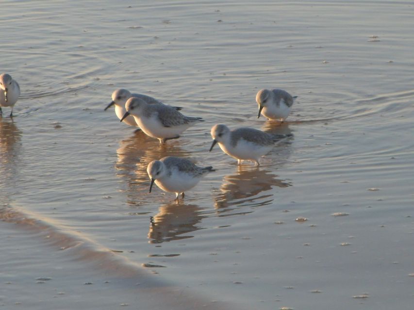 Faro: Eco-Friendly Ria Formosa Bird Watching in Solar Boat - Who will enjoy this Faro boat trip