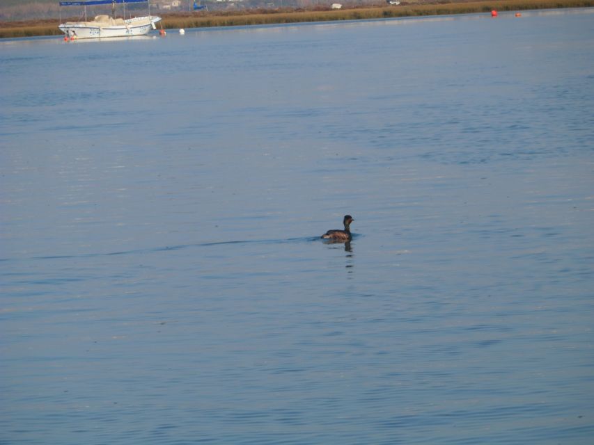 Faro: Eco-Friendly Ria Formosa Bird Watching in Solar Boat - Setting out from Faro’s Rua da Porta Nova