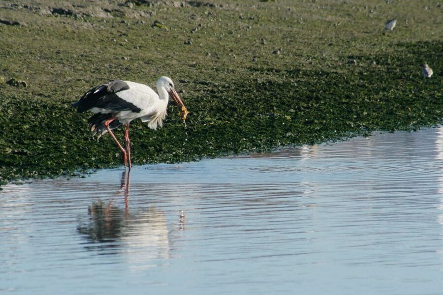 Faro: Eco-Friendly Ria Formosa Bird Watching in Solar Boat - A slow route through saltwater canals