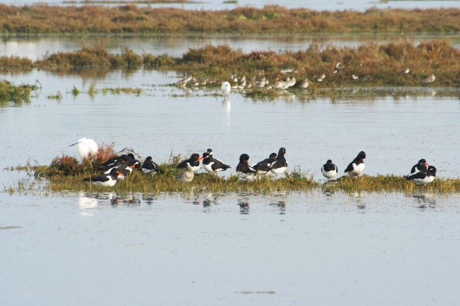 Faro: Eco-Friendly Ria Formosa Bird Watching in Solar Boat - Nests, feeding grounds, and the working marsh