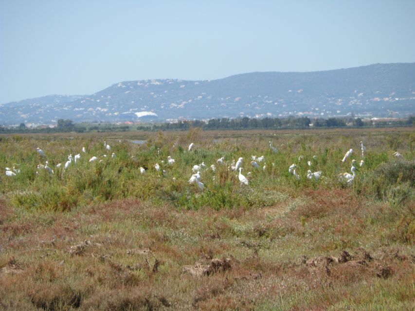 Faro: Eco-Friendly Ria Formosa Bird Watching in Solar Boat - Why the solar boat improves the experience