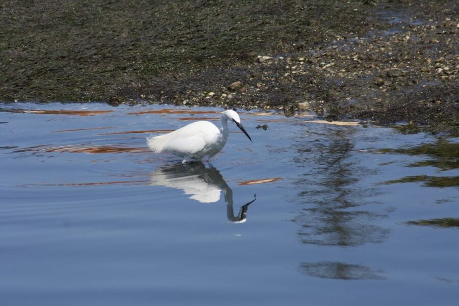 Faro: Eco-Friendly Ria Formosa Bird Watching in Solar Boat - How much the $47 price buys you