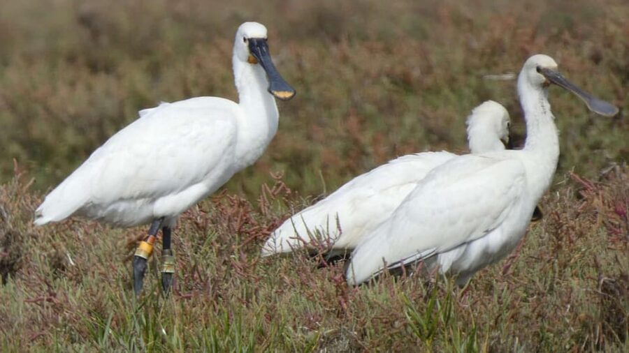 Faro: Ria Formosa Eco Birdwatching Boat Tour - Should you book the Ria Formosa boat tour?