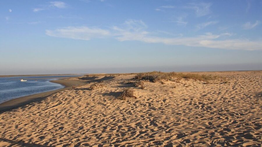 Faro: Ria Formosa Eco Birdwatching Boat Tour - Reading the lagoon one bird at a time