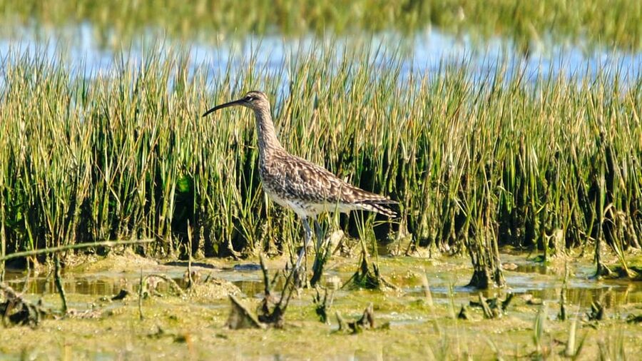 Faro: Ria Formosa Eco Birdwatching Boat Tour - Why the guide makes or breaks this short tour