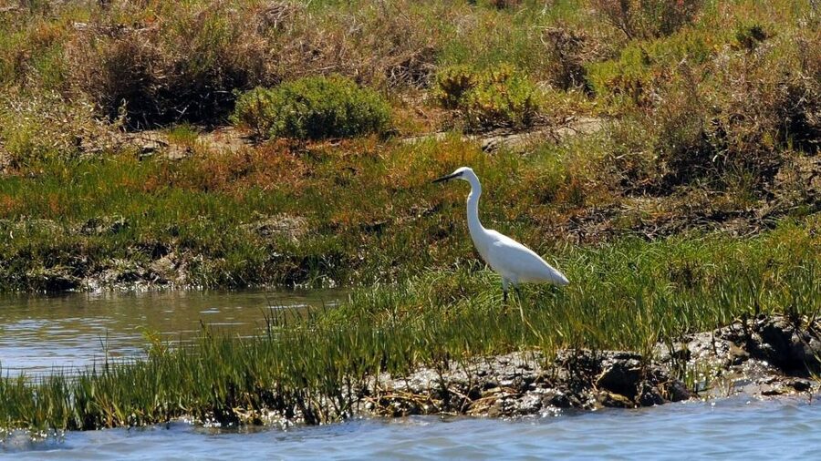 Faro: Ria Formosa Eco Birdwatching Boat Tour - The April and May change of pace